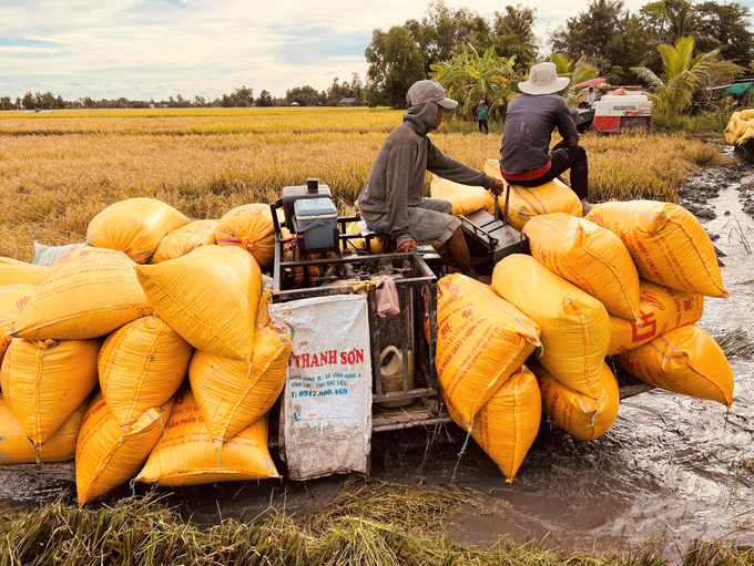 Vụ lúa hè thu sản xuất trong điều kiện thời tiết có mưa bão nhiều, lúa dễ bị đổ ngã, thu hoạch gặp khó khăn, ảnh hưởng đến chất lượng gạo. Ảnh: Trọng Linh.
