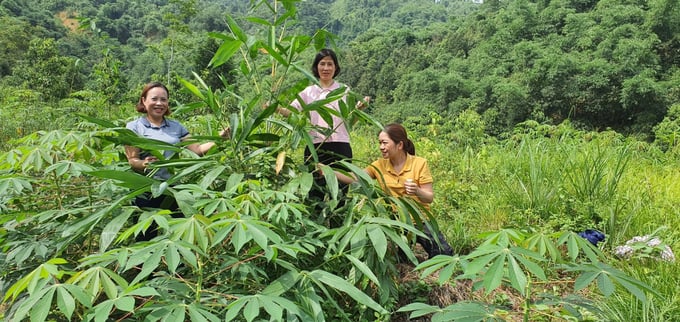 Ảnh 6. Cán bộ khuyến nông huyện thăm diện tích tre Bát Độ mới trồng ở xã Lương Thịnh