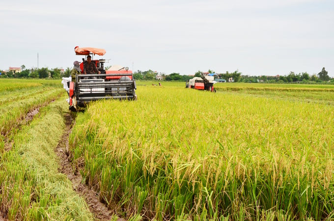Nguyen Duy Phien's Kubota DC 93 is harvesting rice. Photo: Ba Thang.