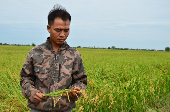 Phien inspecting rice in the field. Photo: Duong Dinh Tuong.