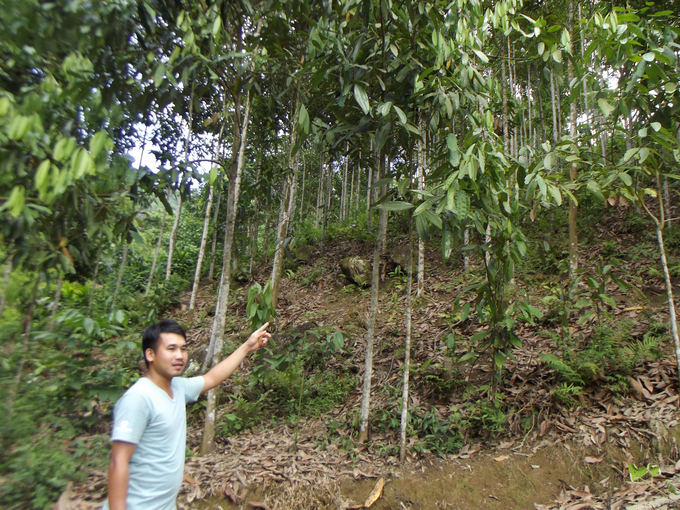 Anh Đặng Văn Tiếp thoát nghèo, vươn lên từ trồng cây quê hữu cơ