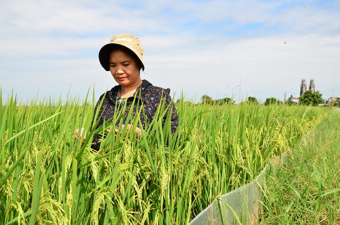 Lanh checking on the rice before harvesting. Photo: Duong Dinh Tuong.