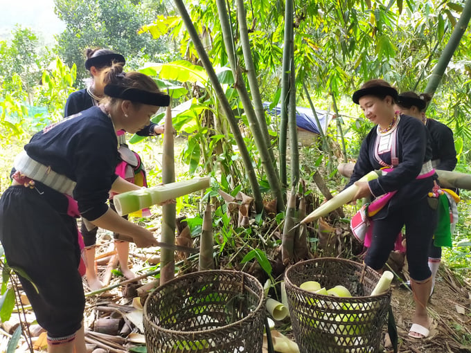 Người Dao ở thôn Đồng Song xã Kiên Thành thu hoạch măng Bát Độ a nhé