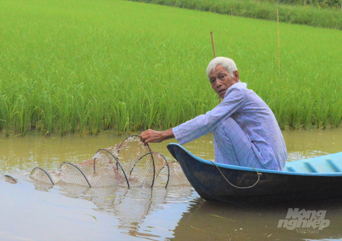 Mô hình sinh kế tôm - lúa sản xuất đạt tiêu chuẩn VietGAP, hữu cơ, góp phần nâng cao năng suất, chất lượng, nâng cao thu nhập cho nhà nông. Ảnh: Trung Chánh.