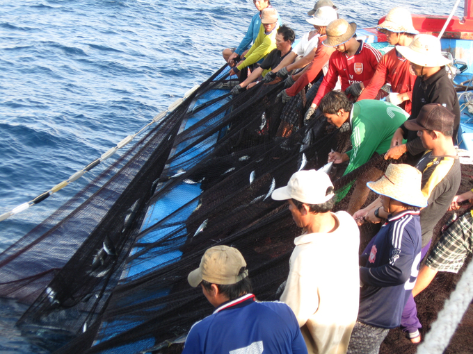Trước đây, nghề lưới vây rút chì chuyên đánh bắt cá ngừ sọc dưa của ngư dân Bình Định dựa vào cách truyền thống là tìm những khúc cây trôi trên biển. Ảnh: V.Đ.T.