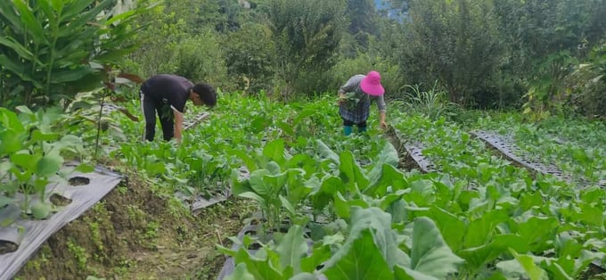 Nhiều xã vùng cao huyện Bắc Hà có khí hậu mát mẻ trong mùa hè, rất lợi thế trồng rau trái vụ. Ảnh: Lưu Hòa.