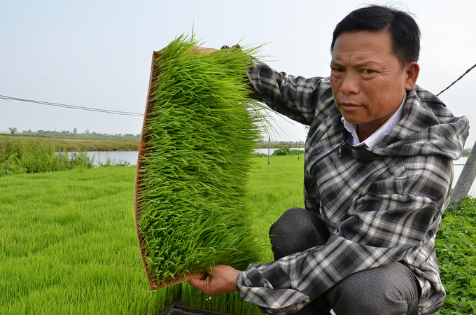 Tran Xuan Luong the 'big farmer' working in the field. Photo: Duong Dinh Tuong.