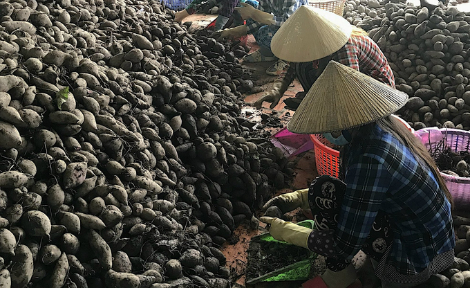 Có thời điểm, thủ phủ khoai lang Bình Tân đạt diện tích dao động khoảng 13.000 - 14.000ha, cây khoai lang mang lại thu nhập gấp 10 lần cây lúa. Ảnh: Minh Đảm.