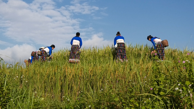 Ảnh 4: Chị em phụ nữ Thái đang gặt lúa    