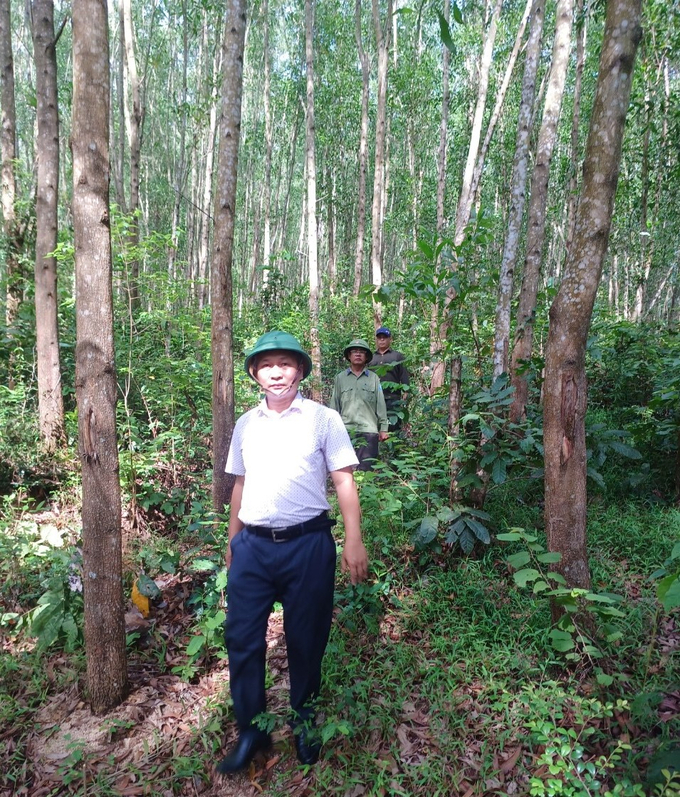 Ông Nguyễn Ngọc Đạo (áo trắng), Chủ tịch Công ty Lâm nghiệp Sông Kôn (huyện Vĩnh Thạnh (Bình Định), đi thăm rừng trồng gỗ lớn của công ty. Ảnh: V.Đ.T.