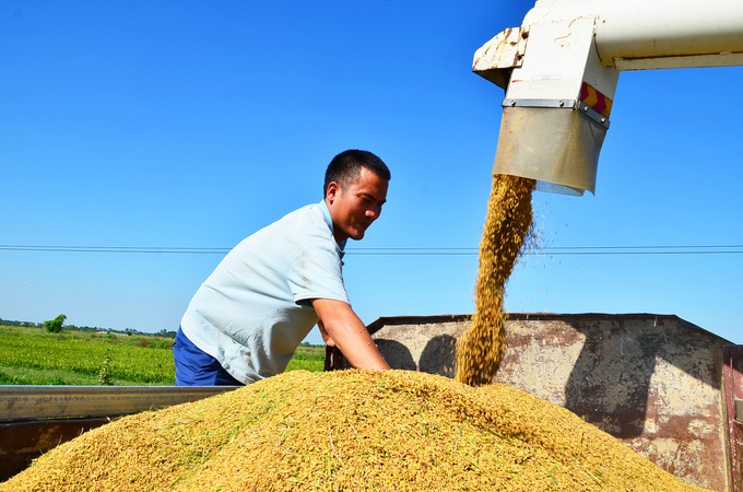 Nguyen Van Thang - a 'big farmer' of Ngo Quyen commune feeling happy during the harvest day. Photo: Duong Dinh Tuong.