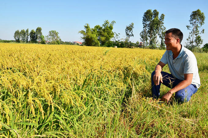 Nguyen Van Thang by the bright golden field. Photo: Duong Dinh Tuong.