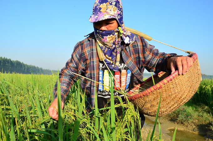 Thin going around the field to pick up 'ghost rice' (wild rice that affects the field’s overall productivity). Photo: Duong Dinh Tuong.