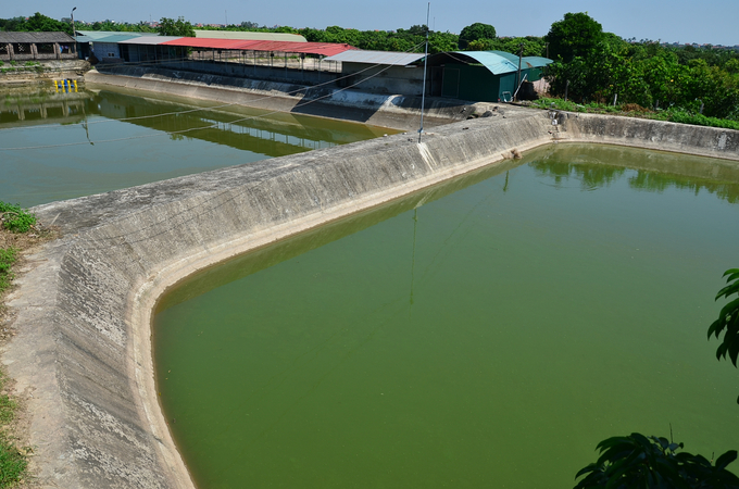 Dung's hairy crab pond. Photo: Duong Dinh Tuong.