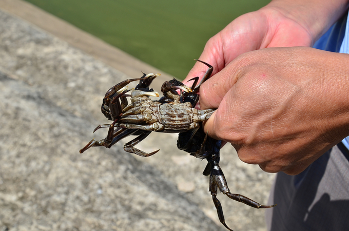 Close-up shot of a female hairy crab. Photo: Duong Dinh Tuong.