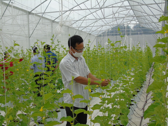 Việc cấp và quản lý vùng trồng sẽ tạo cơ sở để nông sản Ninh Thuận phục vụ thị trường trong nước và xuất khẩu. Ảnh: Cơ Nguyễn.
