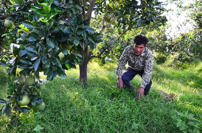 Thanks to the protection of grass and worms, the soil is always moist and aerated. Photo: Duong Dinh Tuong.