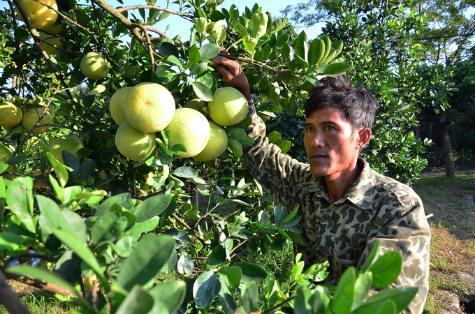 Tuan’s pomelo trees are always fruitful. Photo: Duong Dinh Tuong.