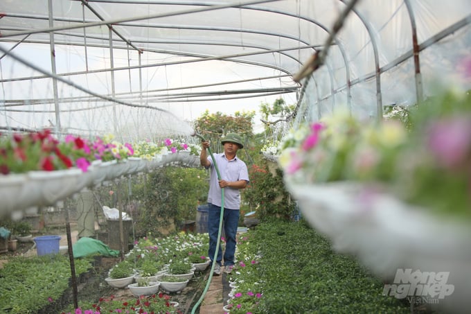 Petunia flowers, stems and leaves are regularly cared for