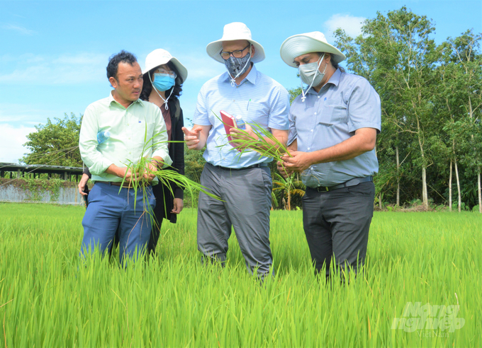 Đại diện Các Tổ chức quốc tế kiểm tra đồng ruộng sản xuất lúa tại Hợp tác xã nông nghiệp ở huyện Tân Hiệp, Kiên Giang, một trong những Tổ chức nông dân tham gia dự án Chuyển đổi nông nghiệp bền vững. Ảnh: Trung Chánh.
