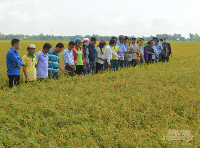 Kiên Giang đã chuyển từ sản xuất lúa chạy theo sản lượng sang nâng cao chất lượng theo đơn đặt hàng của doanh nghiệp, tạo chuỗi giá trị lúa gạo bền vững. Ảnh: Trung Chánh.