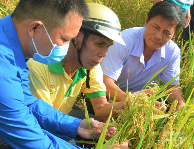 Nông dân Kiên Giang tham gia sản xuất lúa theo tiêu chuẩn SRP, đáp ứng nhu cầu xuất khẩu sang các thị trường khó tính như: châu Âu, Hoa Kỳ và Nhật Bản. Ảnh: Trung Chánh.