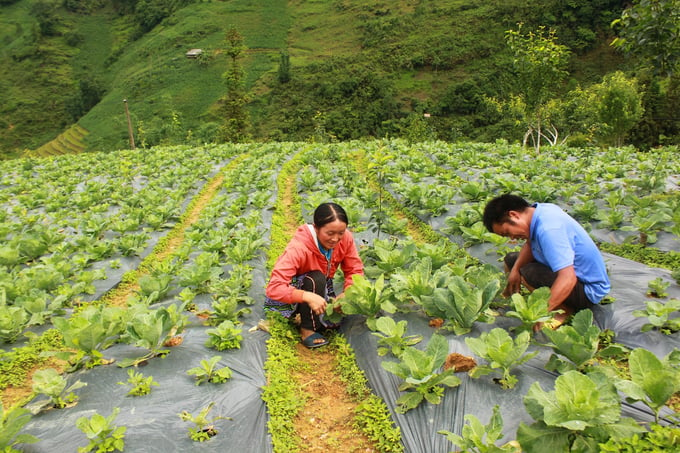 Vợ chồng anh Tráng Seo Khúa ở xã Hoàng Thu Phố chăm sóc mô hình trồng rau bắp cải trái tim trái vụ