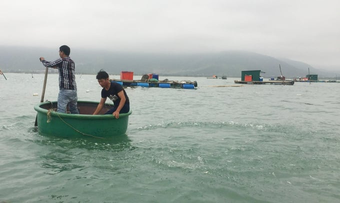 Mô hình nuôi ốc hương trên biển ở Quảng Bình hứa hẹn một hướng phát triển nuôi trồng thủy sản mới. Ảnh: T.P