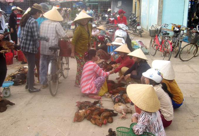 Mua bán gia cầm sống tại các chợ quê trên địa bàn Bình Định. Ảnh: ĐT.