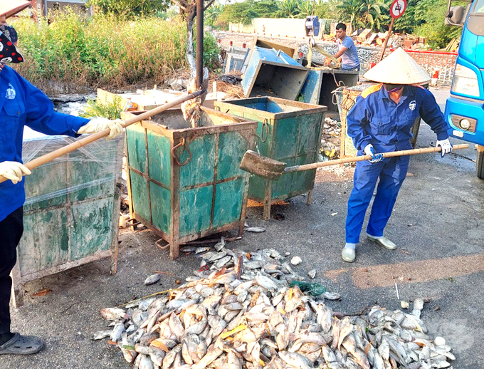 Khoảng 3 tấn cá tại hồ Phương Lưu bị chết trong vòng 2 ngày. Ảnh: Kim Oanh.