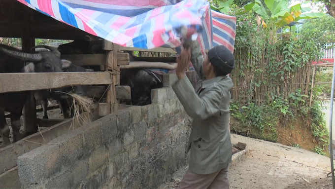 Phòng chống rét cho trâu bò