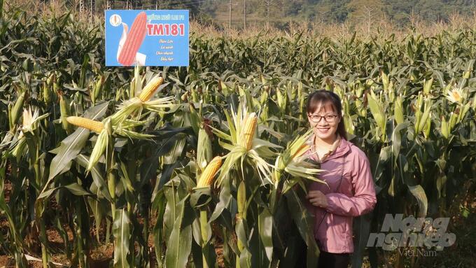 Ruộng ngô TM181 cho năng suất cao dù được trồng vào vụ thu đông. Ảnh: Toán Nguyễn.