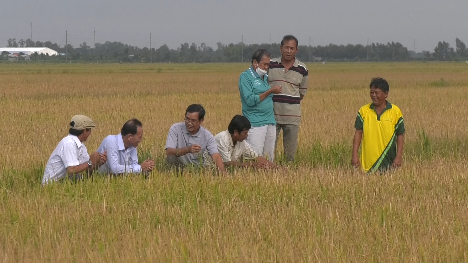 Cần Thơ Sản xuất lúa theo hướng hữu cơ để phát triển bền vững  Viện Khoa  học Nông nghiệp Việt Nam