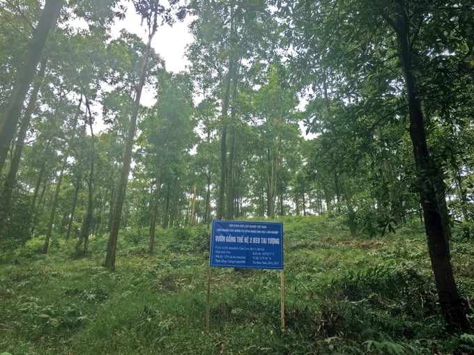 Vườn giống keo tai tượng của Viện Nghiên cứu Giống và Công nghệ sinh học Lâm nghiệp tại huyện Ba Vì, Hà Nội. Ảnh: Nguyên Huân.