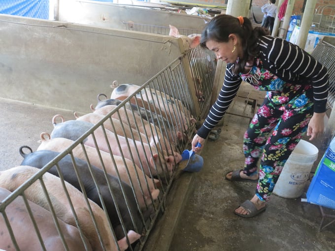 Người chăn nuôi ở Bình Định đang đẩy mạnh tái đàn heo. Ảnh: V.Đ.T.