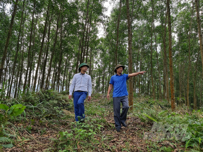 Tuyen Quang is the leading locality in the country in terms of FSC certified forest area. Photo: Dao Thanh.