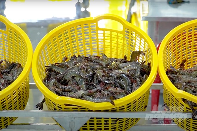China is the second largest shrimp consumption market in the world. Photo: Thanh Son.