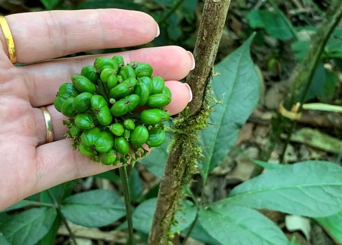 Fruit and seeds of precious Lai Chau ginseng. Photo: BT.
