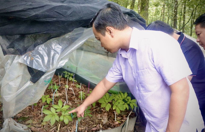 Chairman of Lai Chau Province People's Committee Tran Tien Dung visit a ginseng farm. Photo: HD.