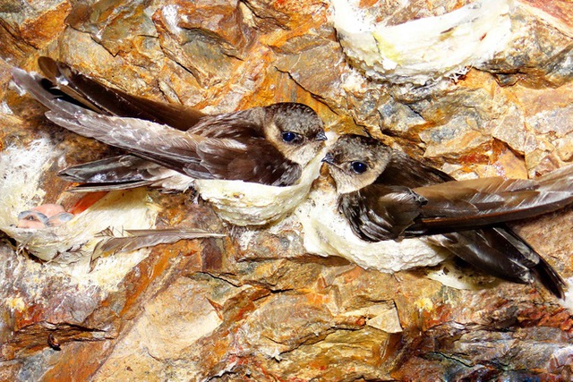Vietnamese swiftlet’s nest is considered superior to that of other countries in the region in terms of quality and popularity in the China market. Photo: TL.