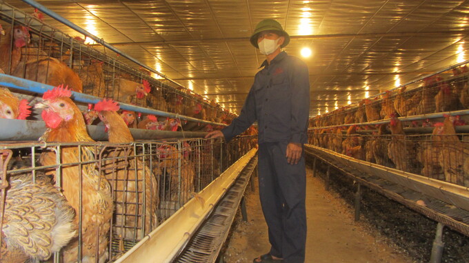 Trang trại chăn nuôi gà khép kín theo hướng công nghệ cao của anh Gắng