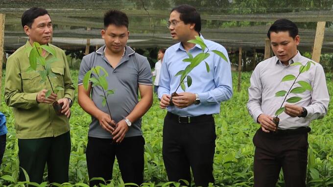 Chủ tịch UBND tỉnh Lào Cai Trịnh Xuân Trường (thứ 2 từ trái qua) thăm vườn quế của gia đình ông Hoàng Văn Trưởng. Ảnh: H.Đăng.