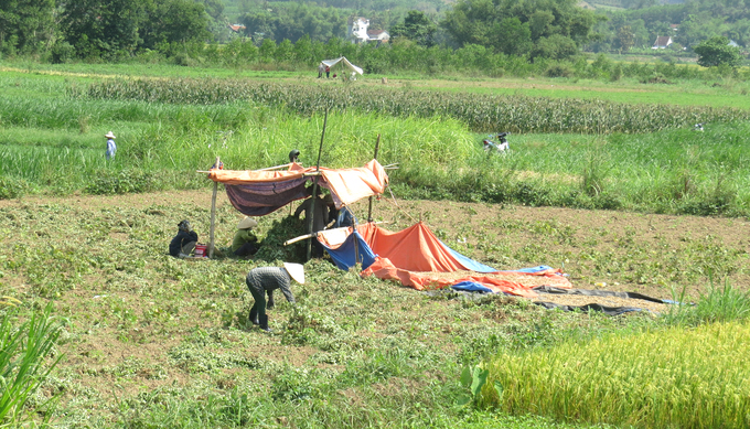 Thu hoạch đậu phông ven sông Trà Bương
