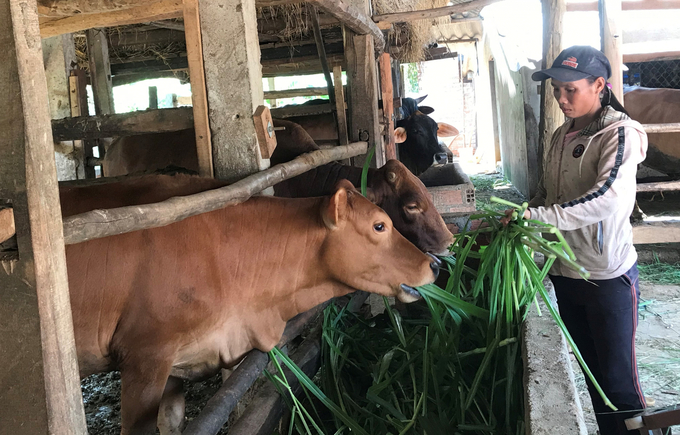 Bò lai chiếm tỷ lệ đến 89% trong tổng đàn bò ở Bình Định. Ảnh: V.Đ.T.