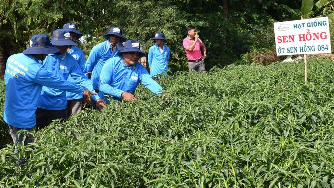 Mô hình trồng ớt trên đất ruộng tại xã Bình Ninh, huyện Chợ Gạo. Ảnh: Minh Đảm.