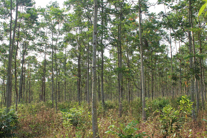 1. Mô hình rừng trồng cây Thanh Thất cung cấp gỗ lớn sau 7 năm ở Bình Phước (1)