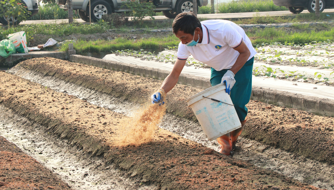 Farmers in Quynh Hai commune actively apply alternative methods to reduce the use of plastic products in agroproduction. Photo: Hoang Giang.