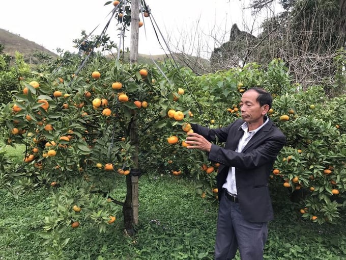 Trang trại trồng cam Pa Cốp - Vân Hồ sử dụng toàn bộ phân hữu cơ, thuốc diệt sâu bệnh sinh học: năng suất tăng gần 18%, giá thành cao hơn 25%.