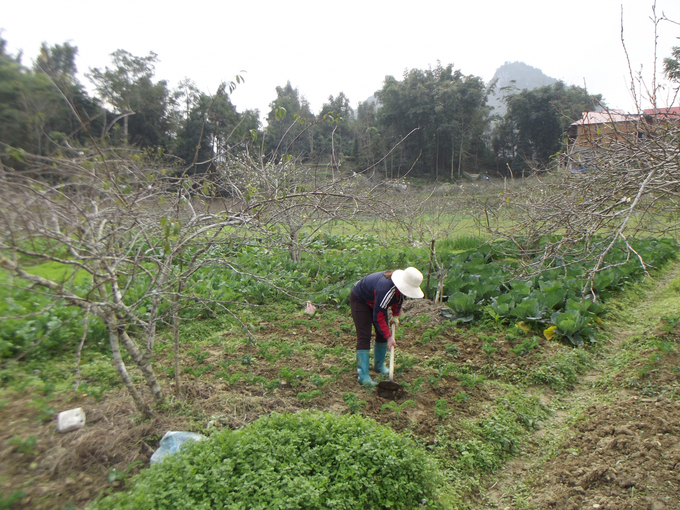 Bà con nông dân người Tày thôn Na Lo,  xã Tả Chải ra đồng trồng cauir Kale phục vụ thị trường trước, trong và sau tết 2023