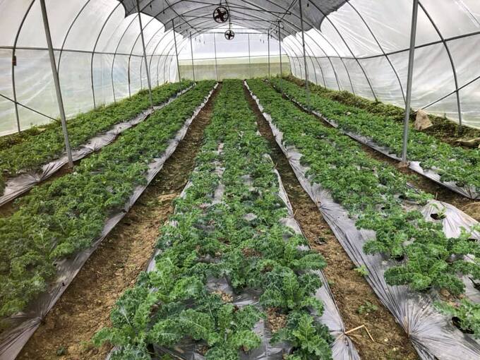 Khu ươm giống cải ka le của hợp tác xã công nghệ cao xã Lùng Phình, cung ứng cho nông dân trong xã và huyện trồng vụ đông năm 2022